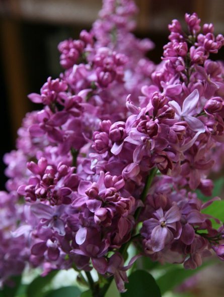 "Bogdan Hmeļņickij" Syringa vulgaris